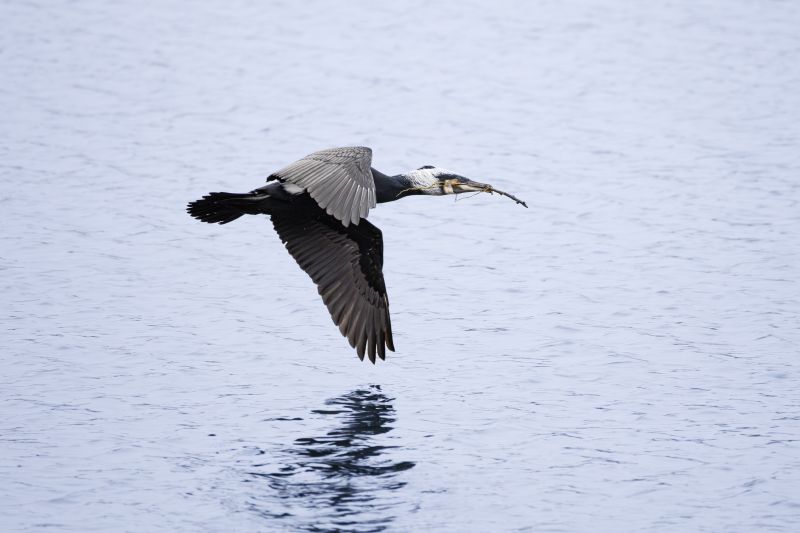 Aalscholver / Great Cormorant