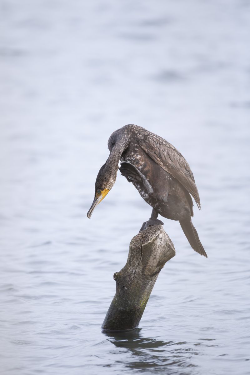 Aalscholver / Great Cormorant