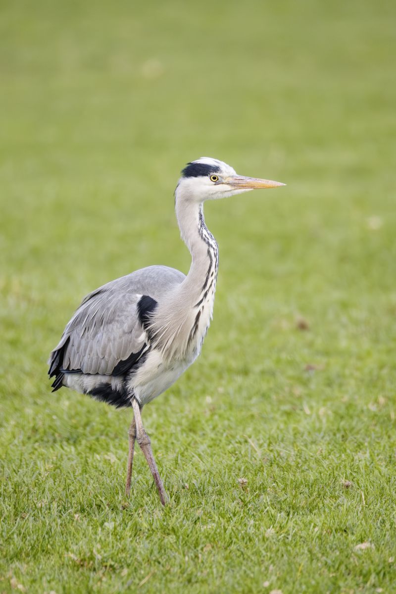 Blauwe Reiger / Grey Heron