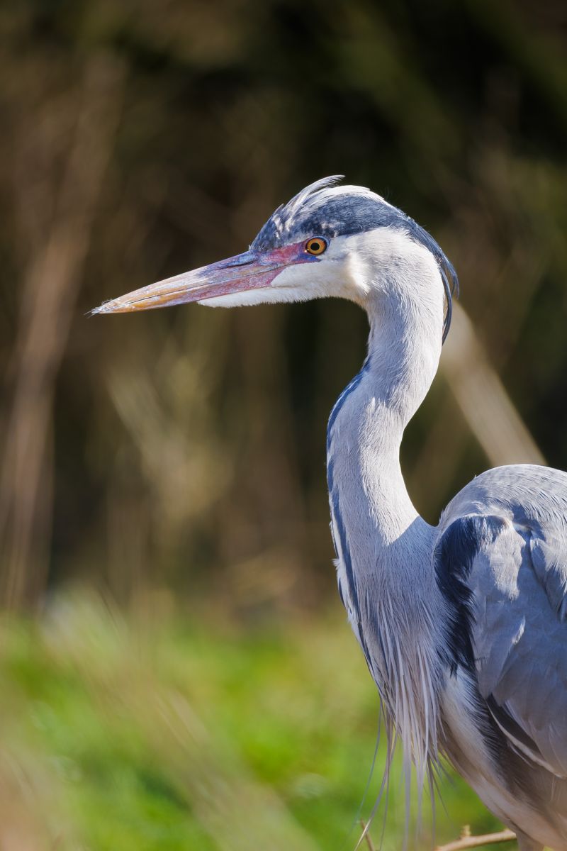 Blauwe Reiger / Grey Heron