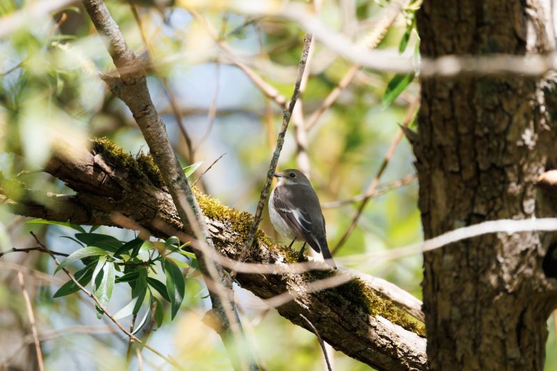 Bonte Vliegenvanger / European Pied Flycatcher