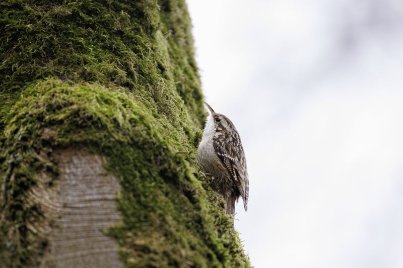 Boomkruiper / Short-toed Treecreeper
