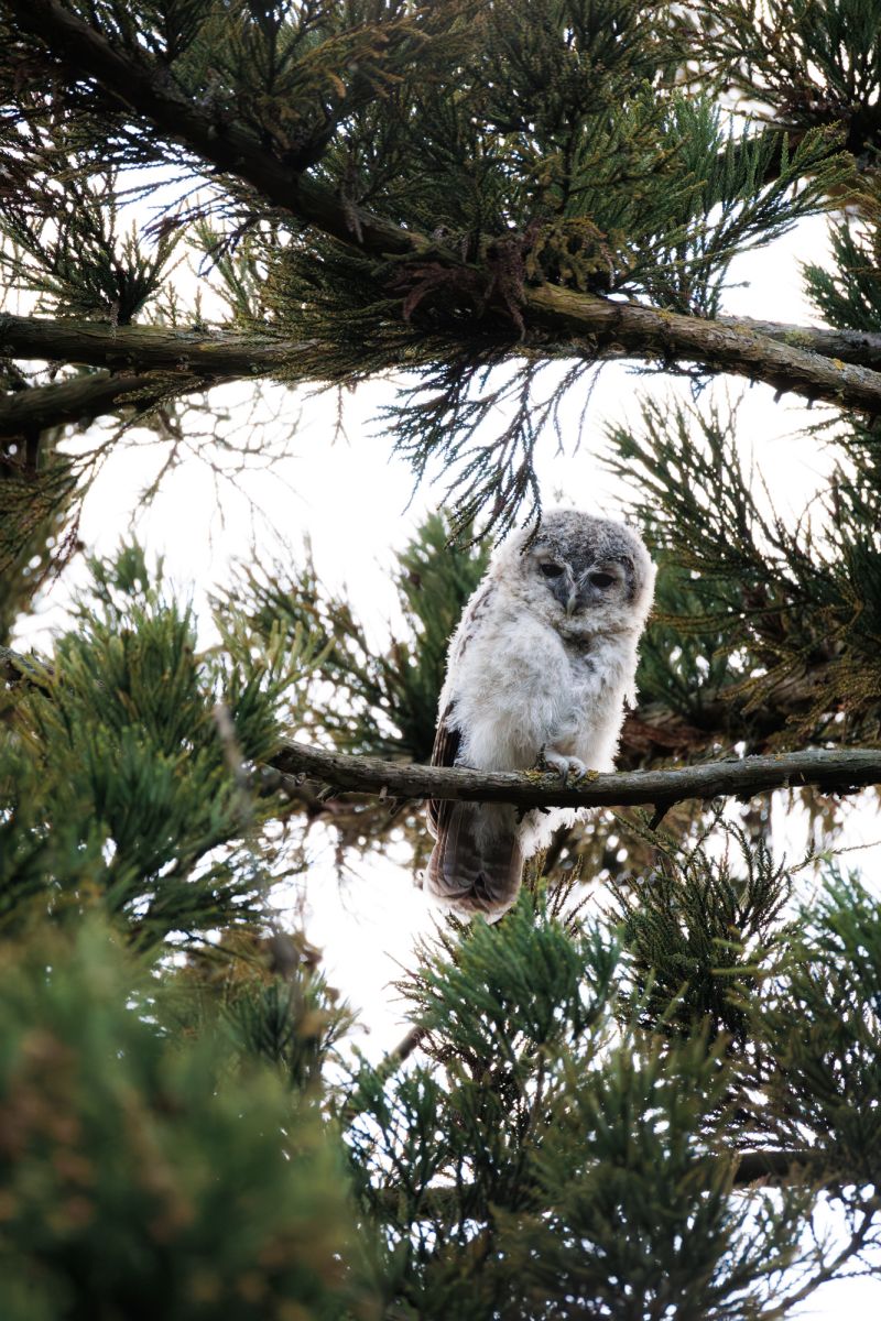 Bosuil / Tawny Owl