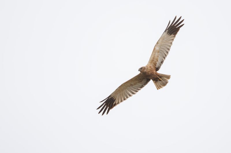Bruine Kiekendief / Western Marsh Harrier