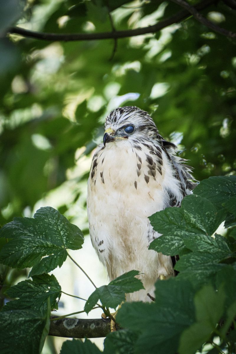 Buizerd / Eurasian Buzzard