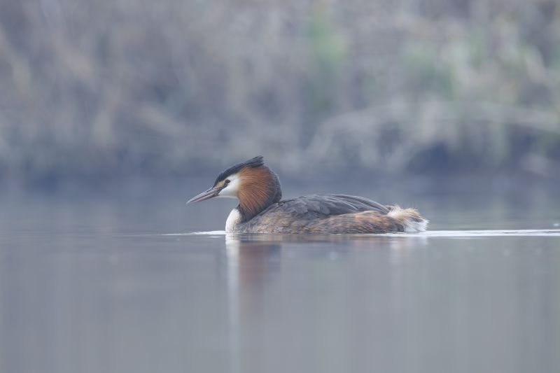 Fuut / Great Crested Grebe