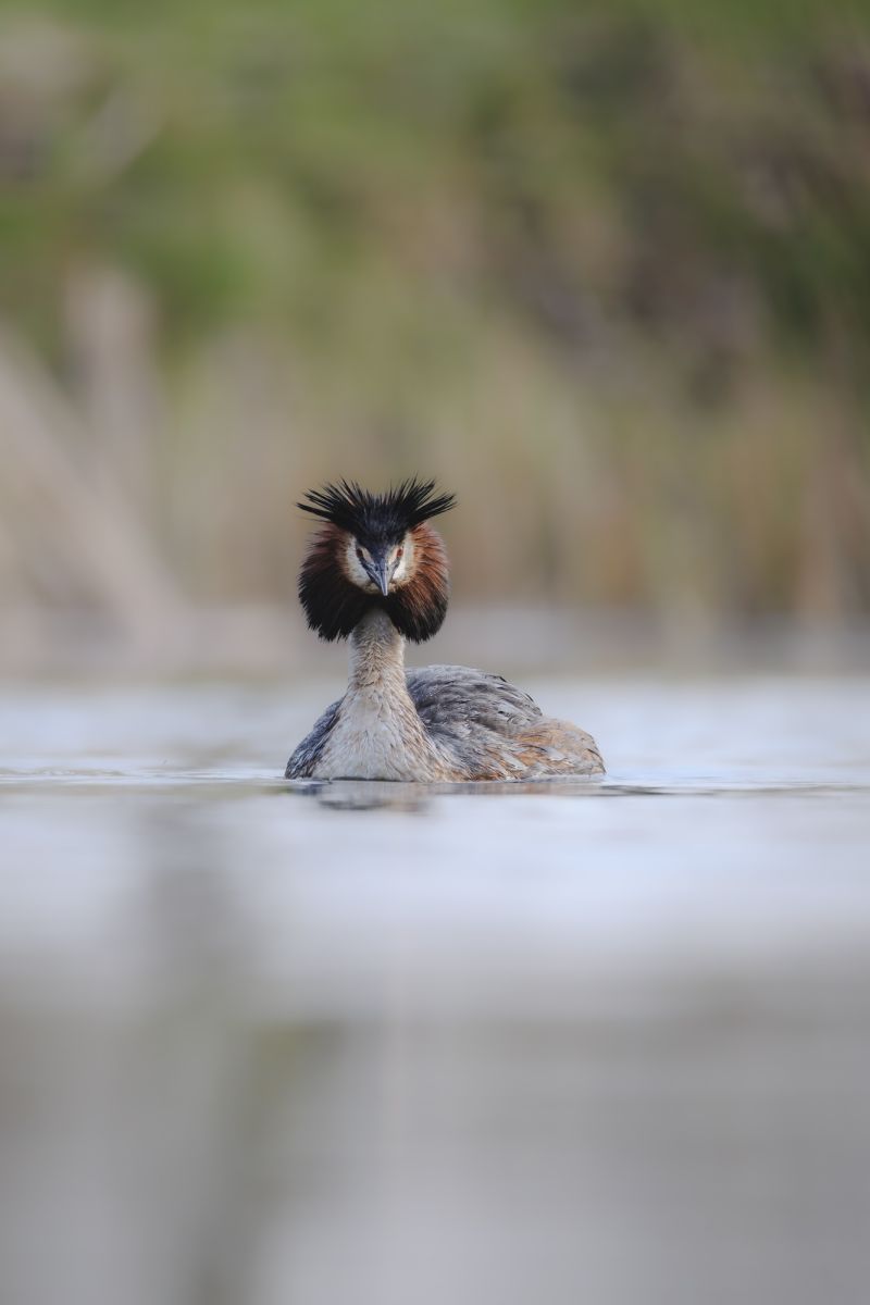 Fuut / Great Crested Grebe
