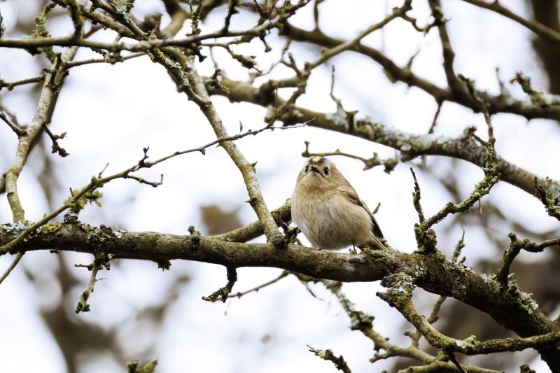 Goudhaan / Goldcrest