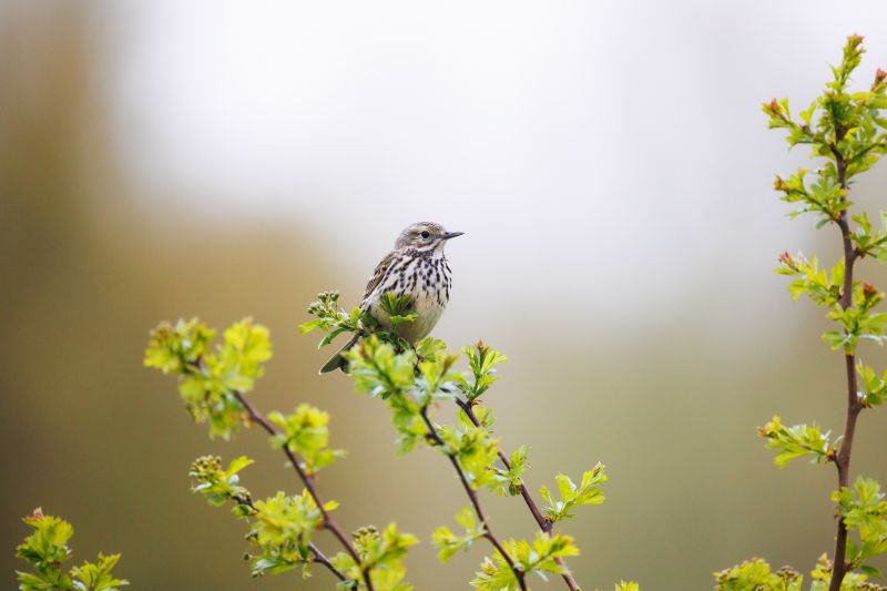 Graspieper / Meadow Pipit