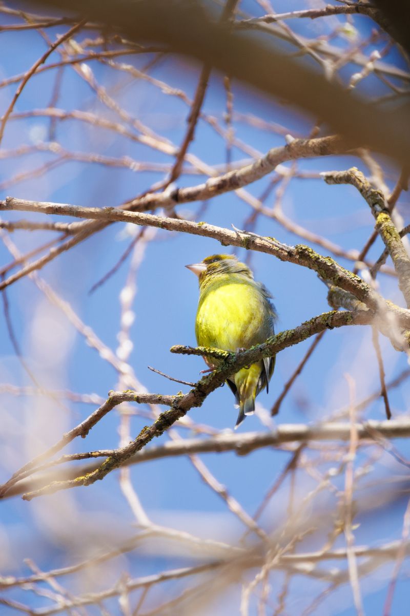 Groenling / European Greenfinch