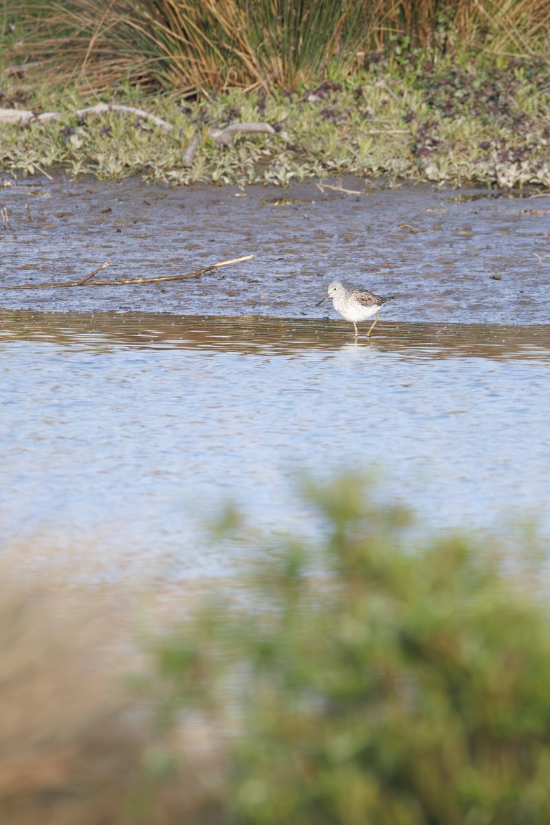 Groenpootruiter / Common Greenshank