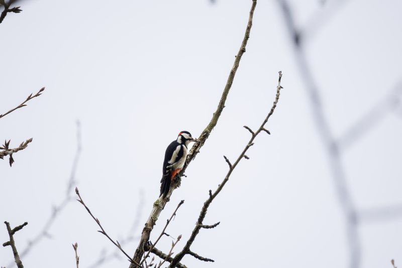 Grote Bonte Specht / Great Spotted Woodpecker