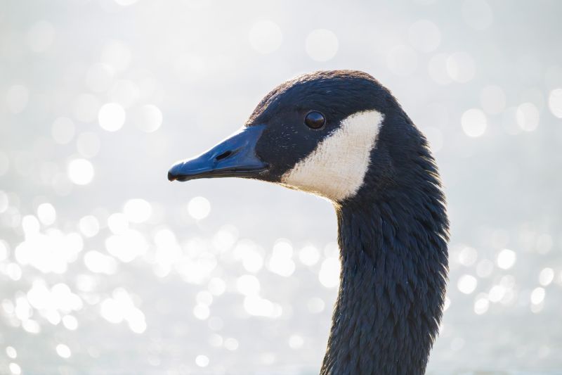 Grote Canadese Gans / Canada Goose
