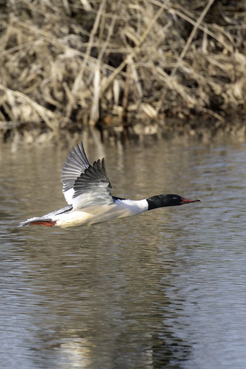 Grote Zaagbek / Goosander