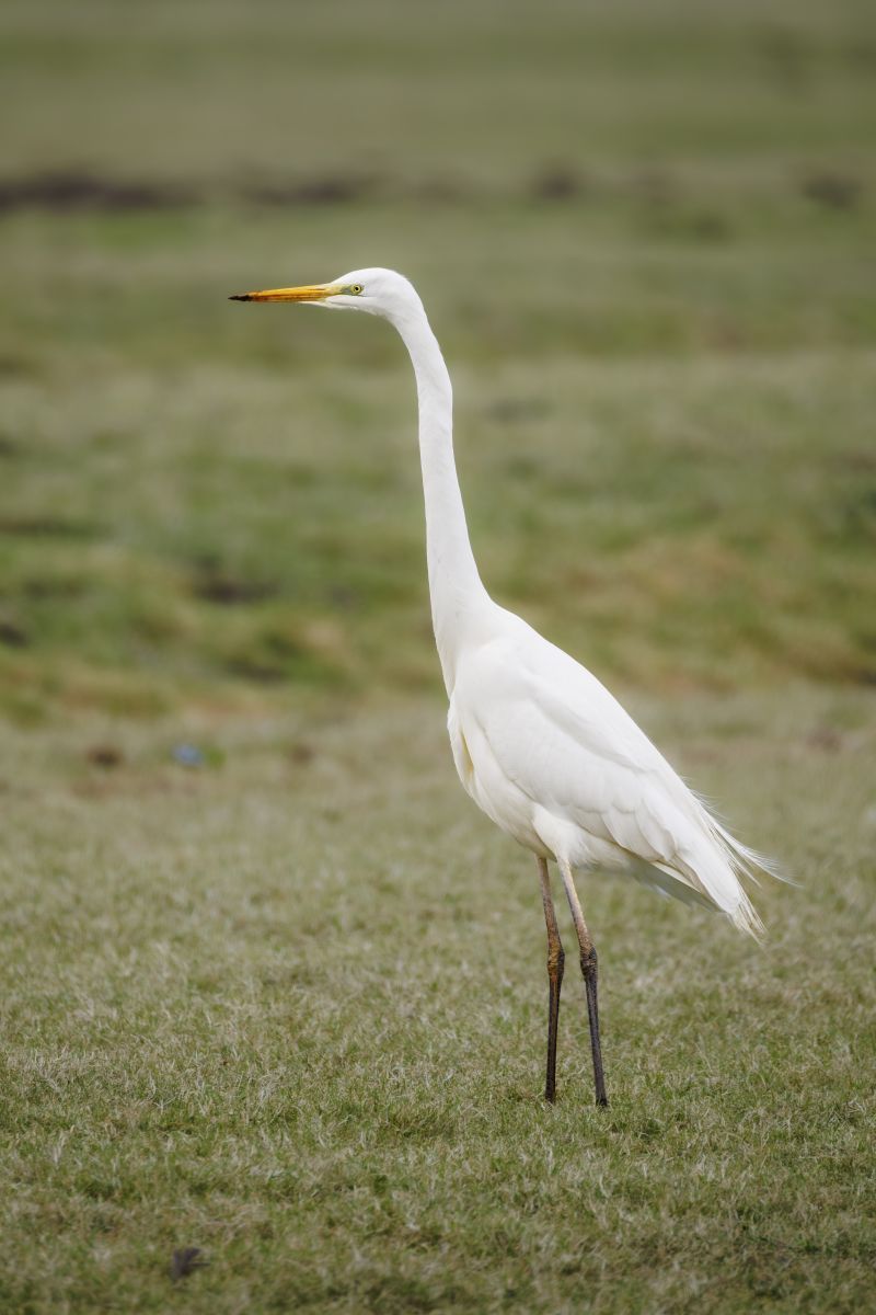 Grote Zilverreiger / Great Egret