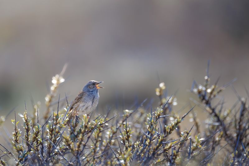 Heggenmus / Dunnock