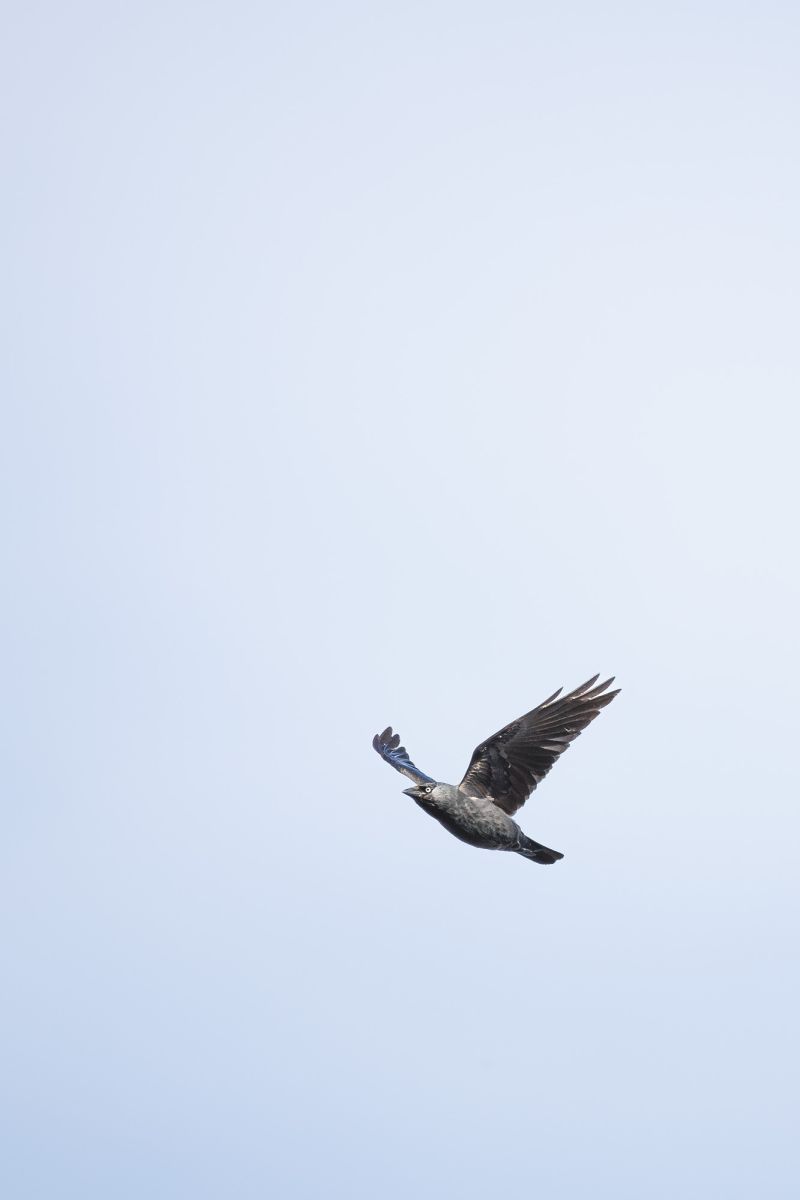 Kauw / Eurasian Jackdaw