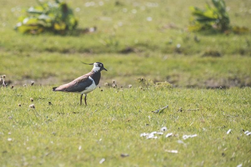 Kievit / Northern Lapwing