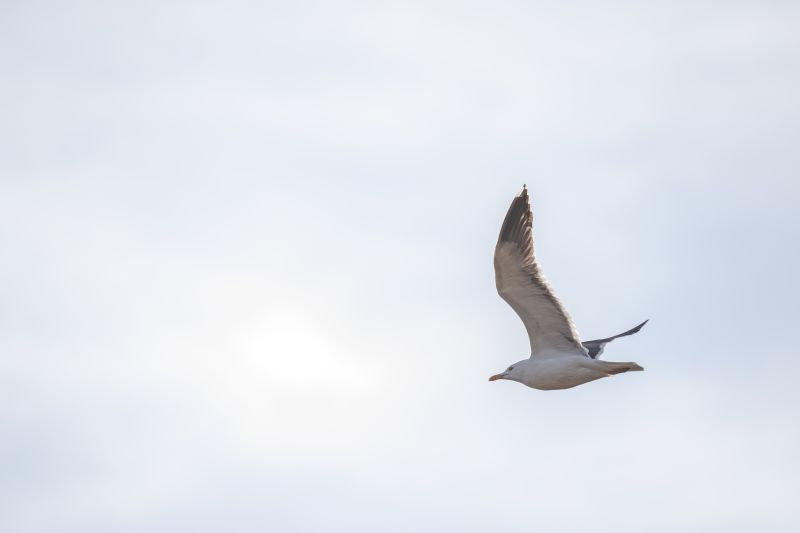 Kleine Mantelmeeuw / Lesser Black-backed Gull