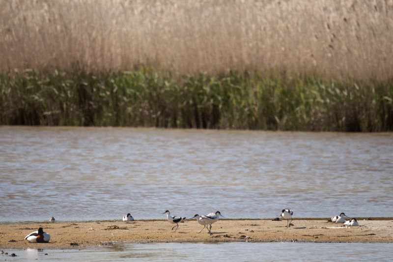Kluut / Pied Avocet