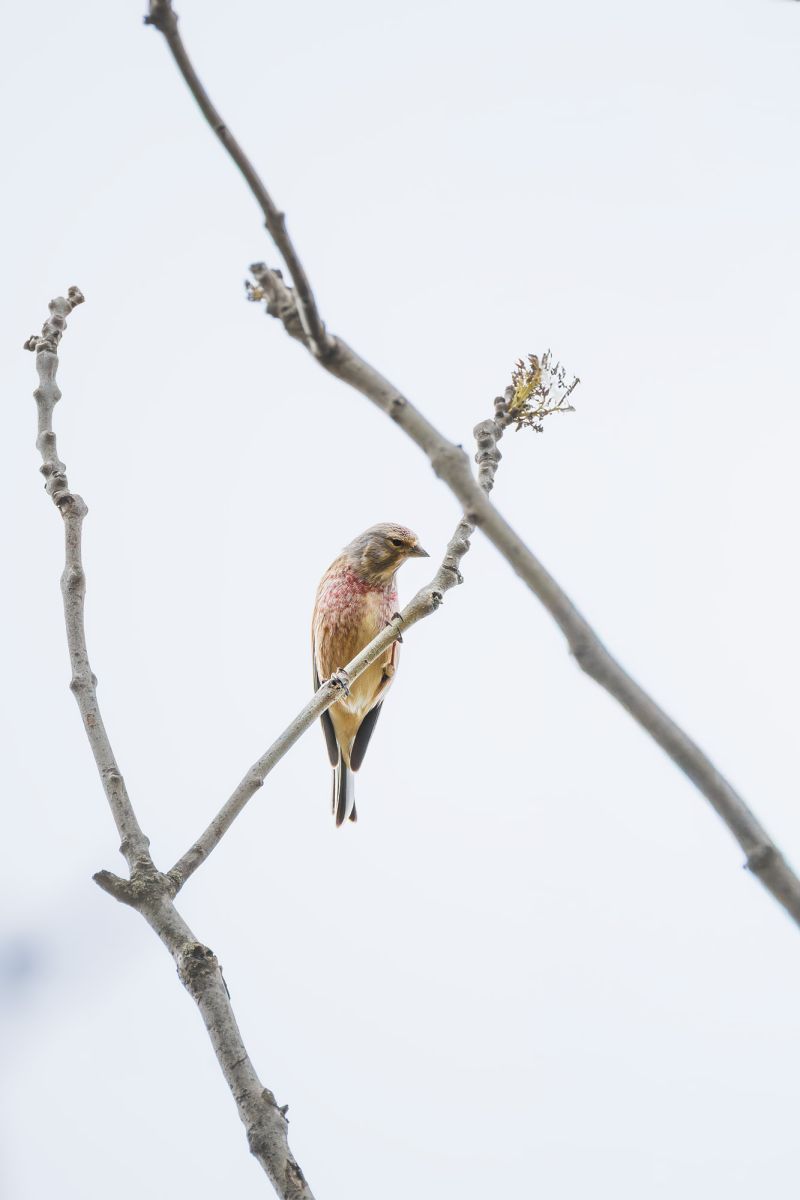 Kneu / Common Linnet