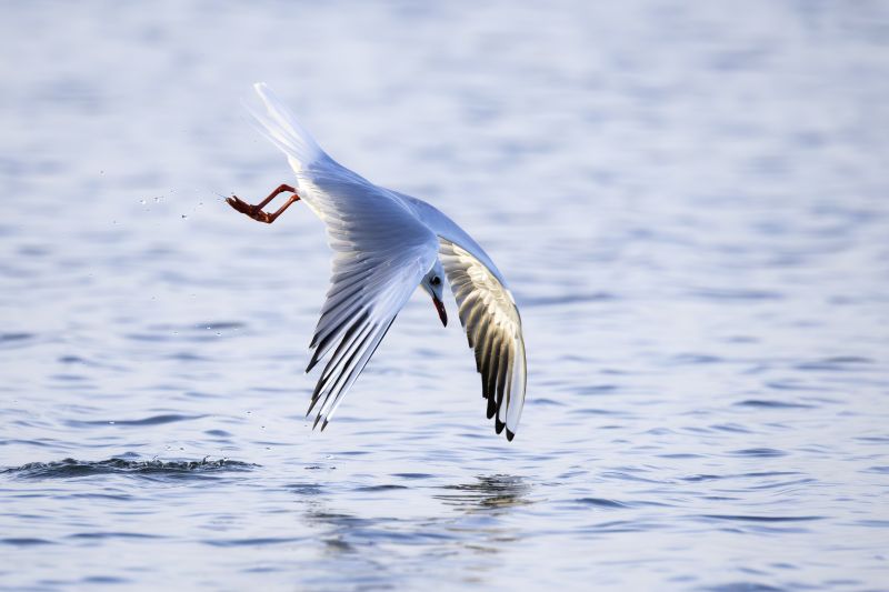 Kokmeeuw / Black-headed Gull