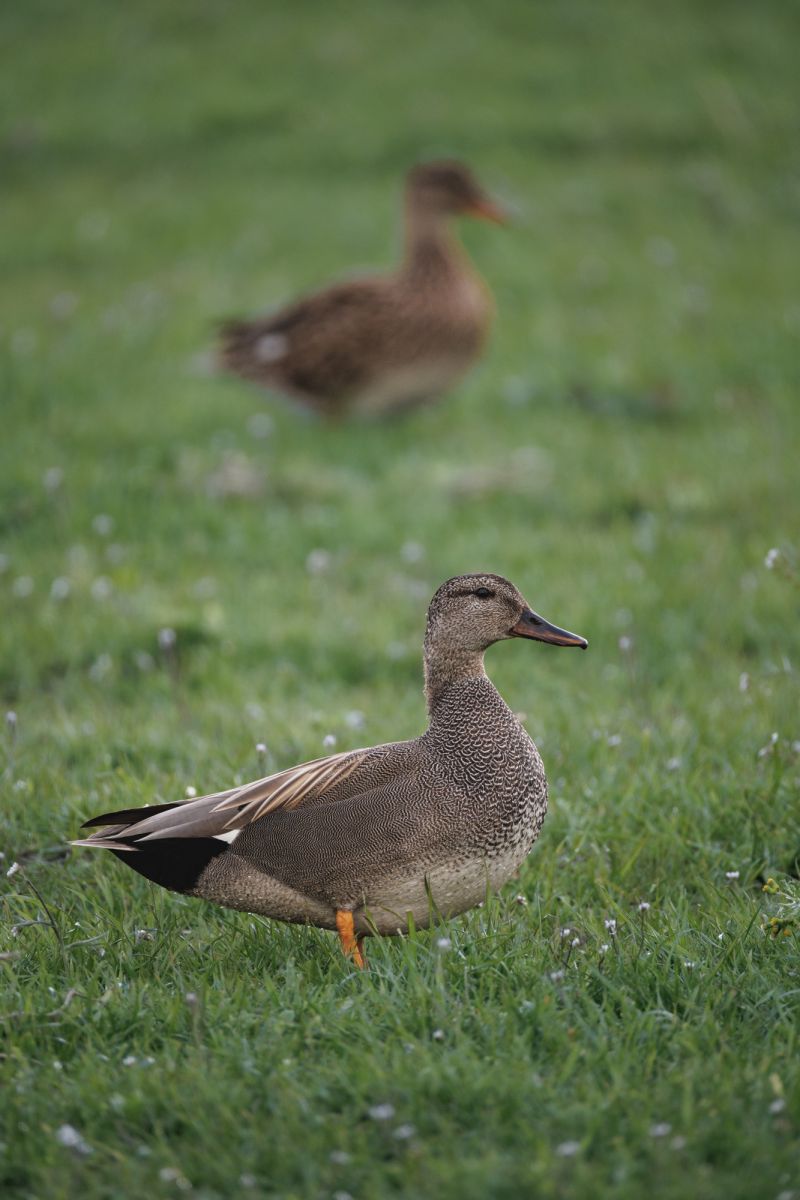 Krakeend / Gadwall