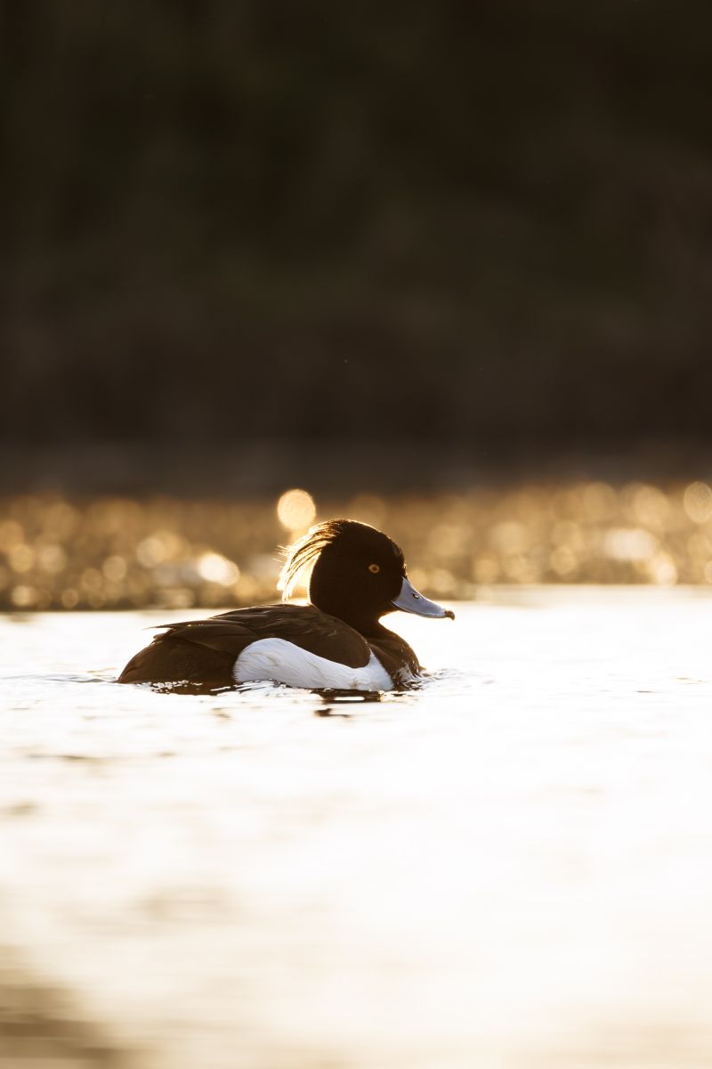 Kuifeend / Tufted Duck