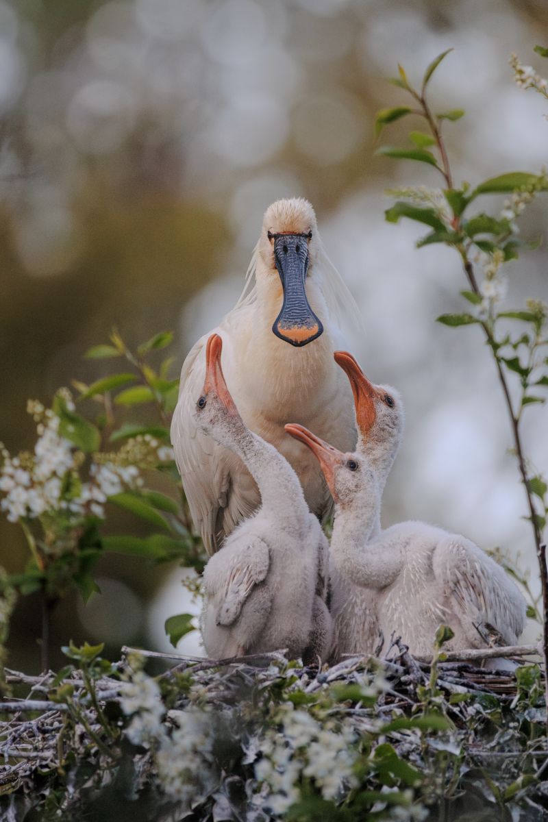 Lepelaar / Eurasian Spoonbill