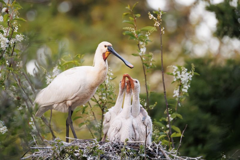 Lepelaar / Eurasian Spoonbill