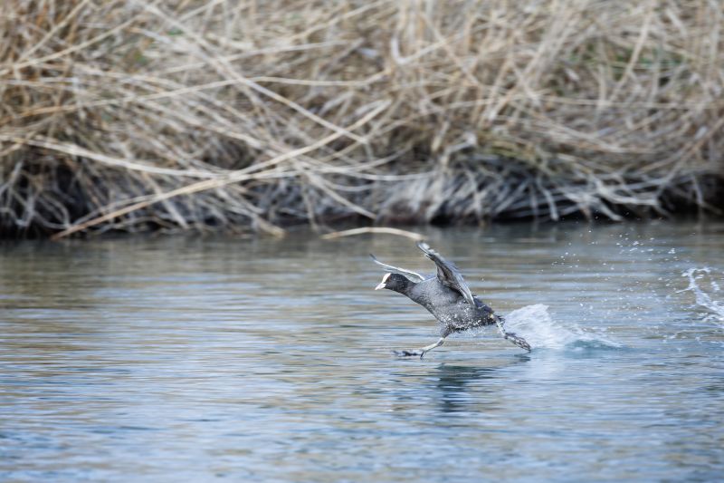 Meerkoet / Common Coot