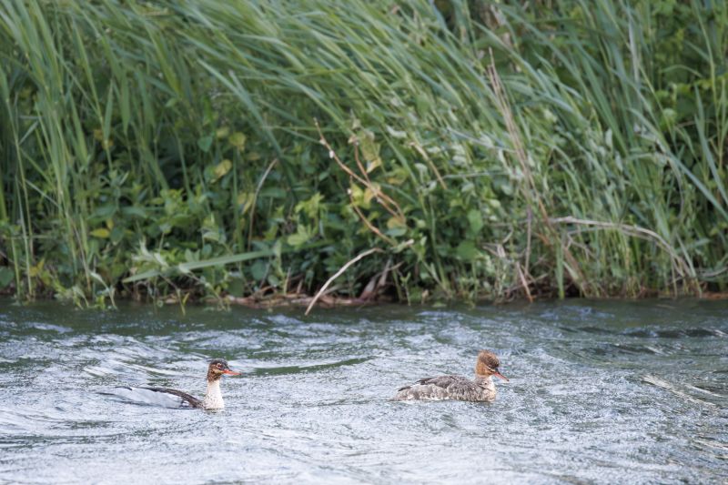 Middelste Zaagbek / Red-breasted Merganser