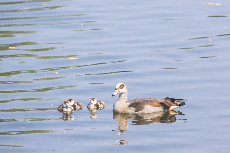 Nijlgans / Egyptian Goose