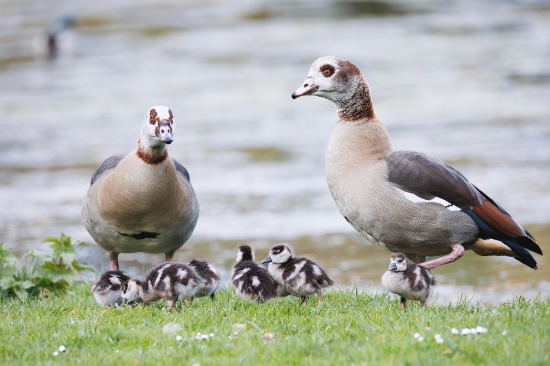 Nijlgans / Egyptian Goose