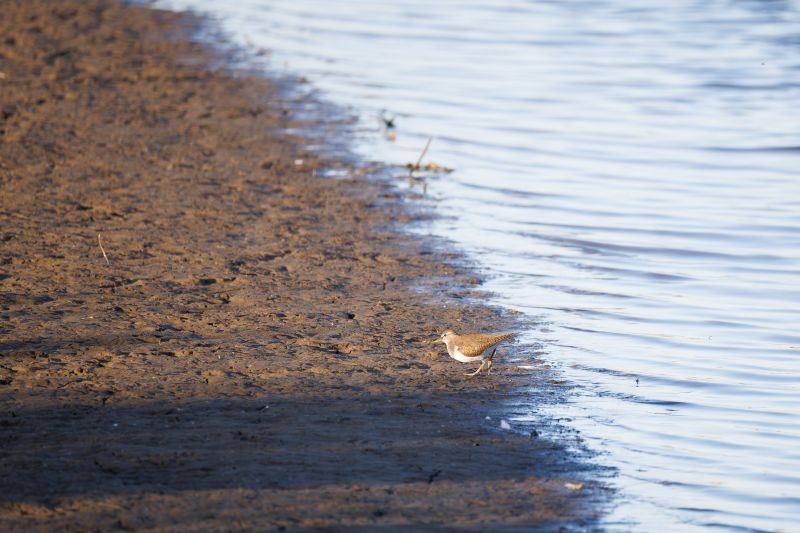 Oeverloper / Common Sandpiper