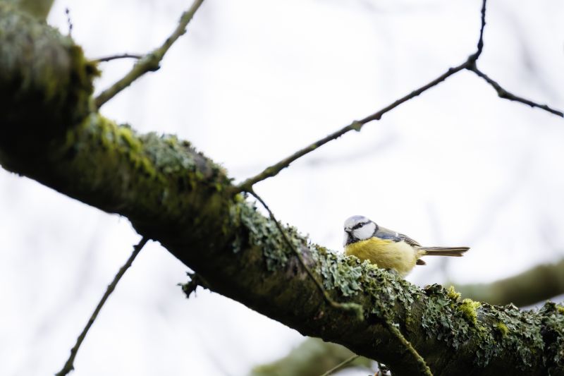 Pimpelmees / Blue Tit