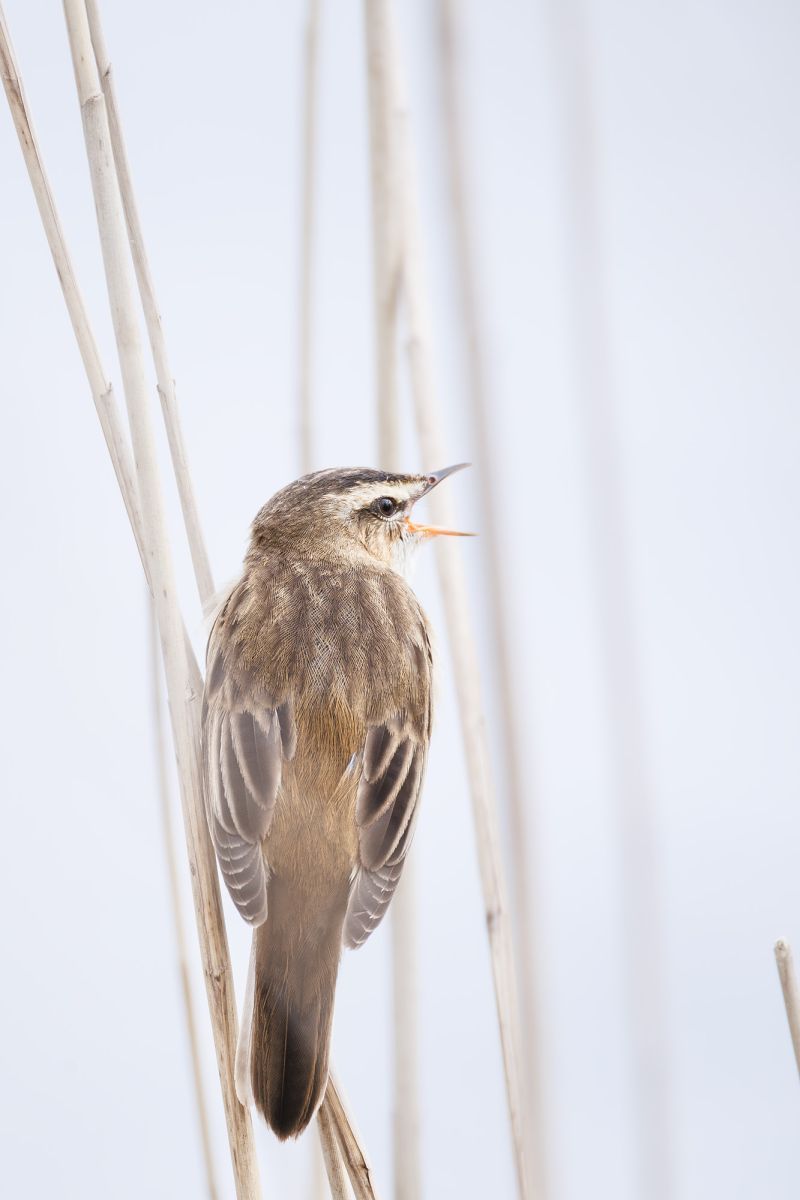 Rietzanger / Sedge Warbler