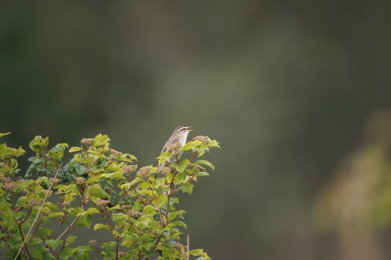 Rietzanger / Sedge Warbler