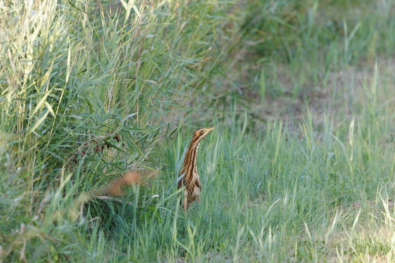 Roerdomp / Eurasian Bittern