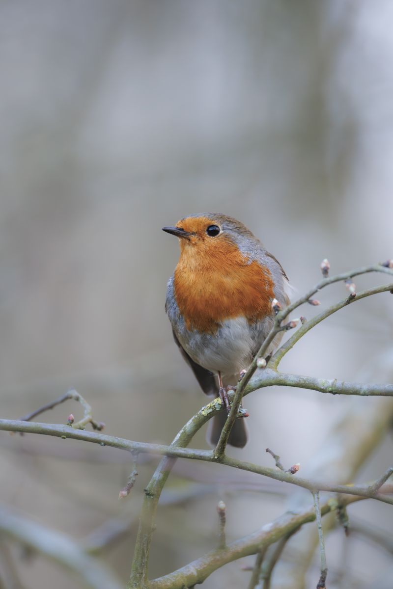 Roodborst / European Robin