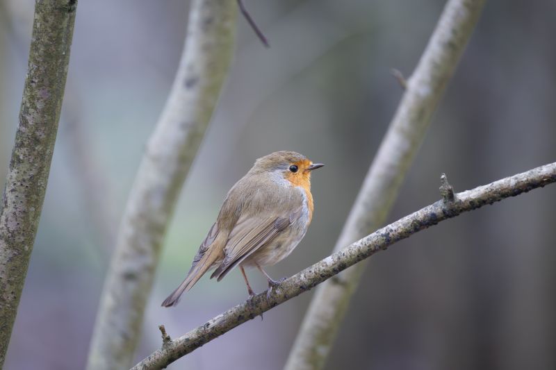 Roodborst / European Robin