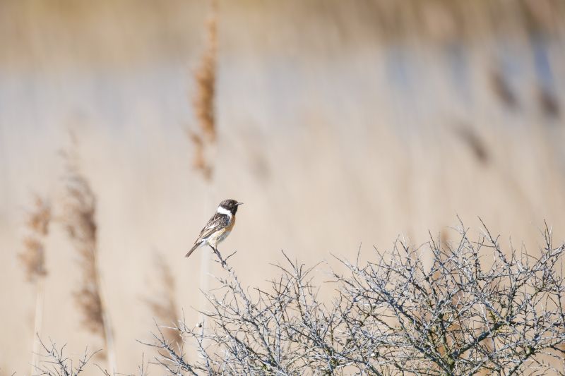 Roodborsttapuit / European Stonechat