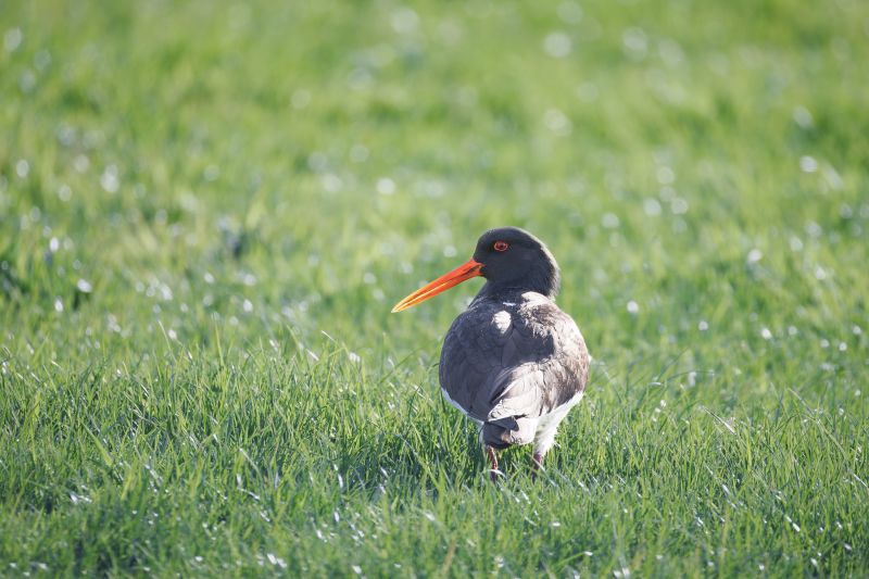 Scholekster / Eurasian Oystercatcher
