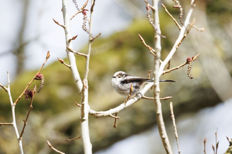 Staartmees / Long-tailed Tit