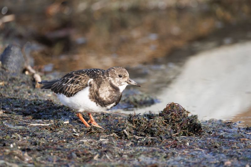 Steenloper / Ruddy Turnstone