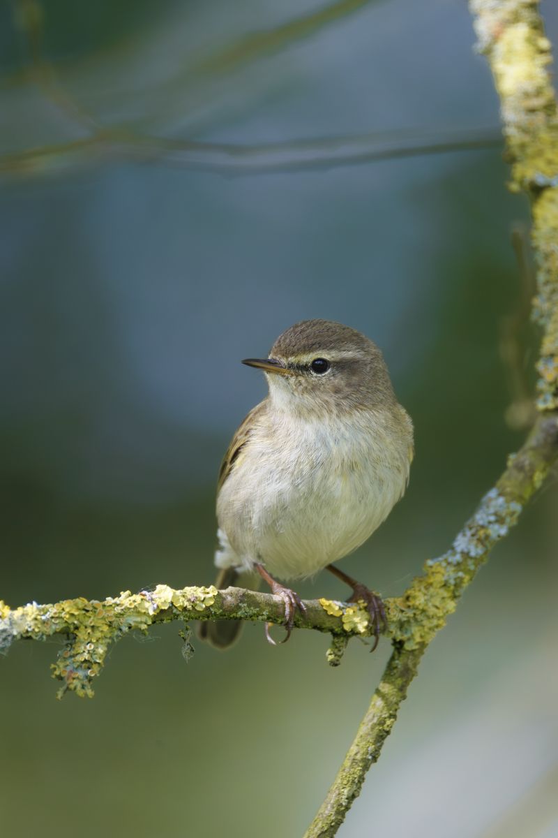 Tjiftjaf / Common Chiffchaff