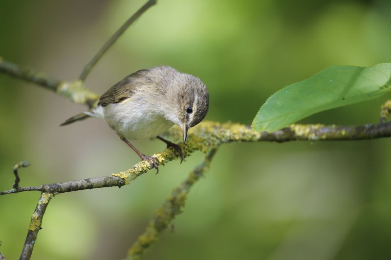 Tjiftjaf / Common Chiffchaff