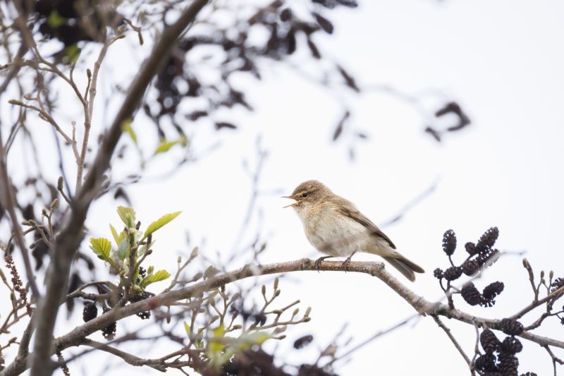 Tjiftjaf / Common Chiffchaff