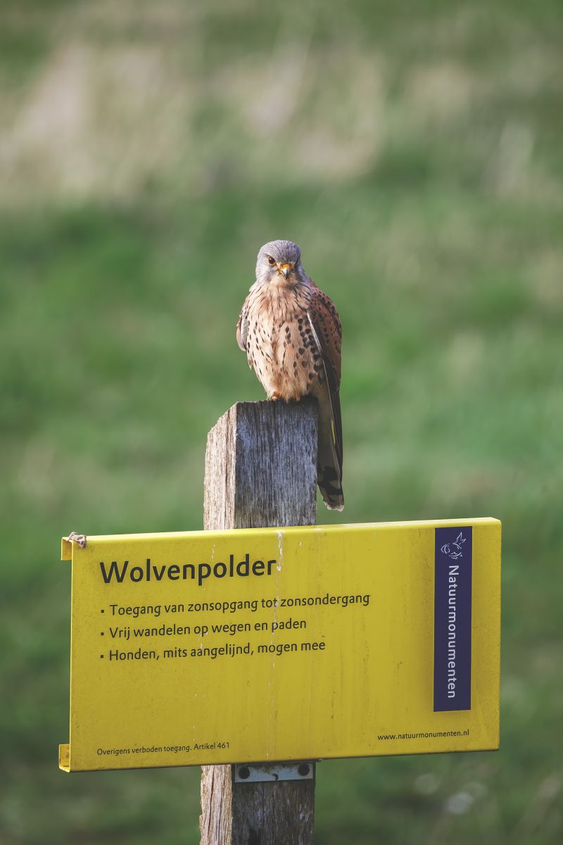 Torenvalk / Common Kestrel