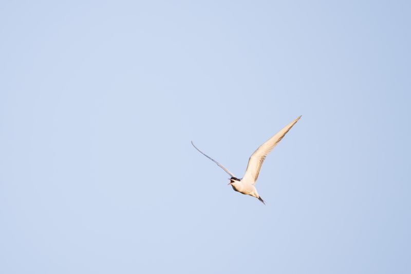Visdief / Common Tern